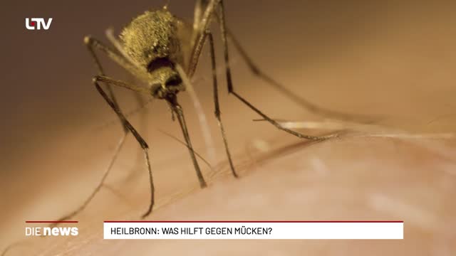 Heilbronn: Was hilft gegen Mücken?
