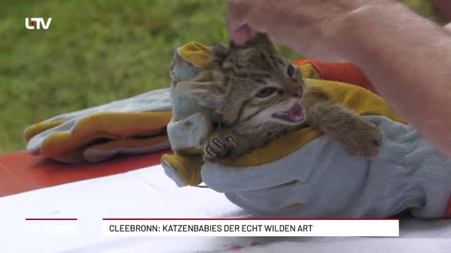 Cleebronn: Katzenbabies der echt wilden Art