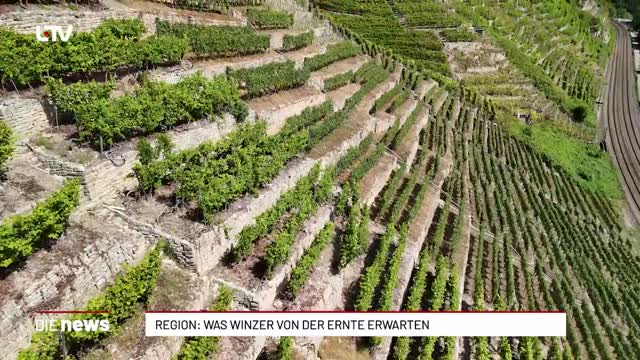 Heilbronn-Franken: Was Winzer von der Ernte erwarten