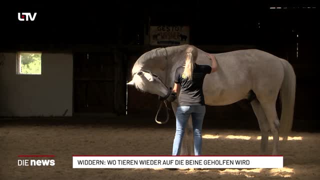 Widdern: Wo Tieren wieder auf die Beine geholfen wird