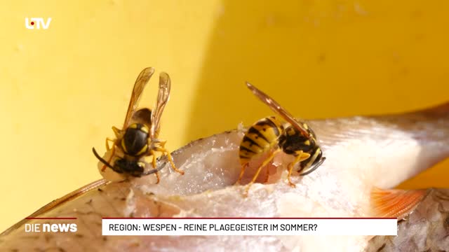 Region: Wespen - reine Plagegeister im Sommer?