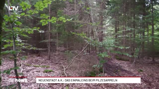 Neuenstadt a.K.: Das Einmaleins beim Pilzesammeln