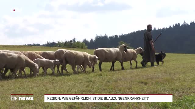 Hirrweiler: Wie gefährlich ist die Blauzungenkrankheit?