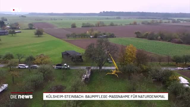 Külsheim-Steinbach: Baumpflege-Massnahme für Naturdenkmal 