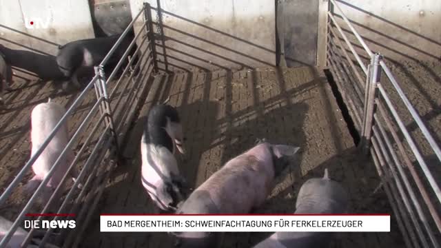 Bad Mergentheim: Schweinefachtagung für Ferkelerzeuger