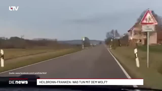 Heilbronn-Franken: Was tun mit dem Wolf?