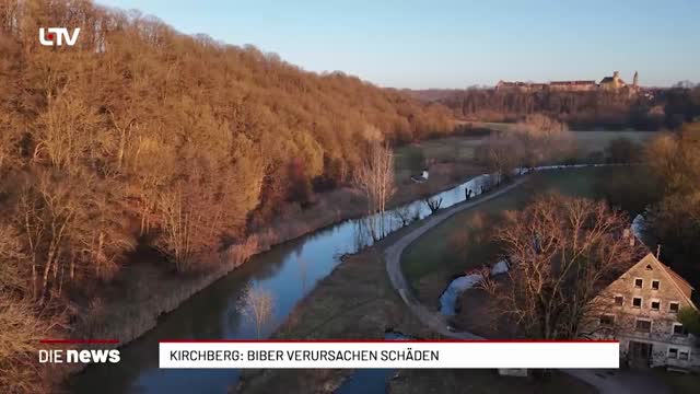 Kirchberg: Biber verursachen Schäden