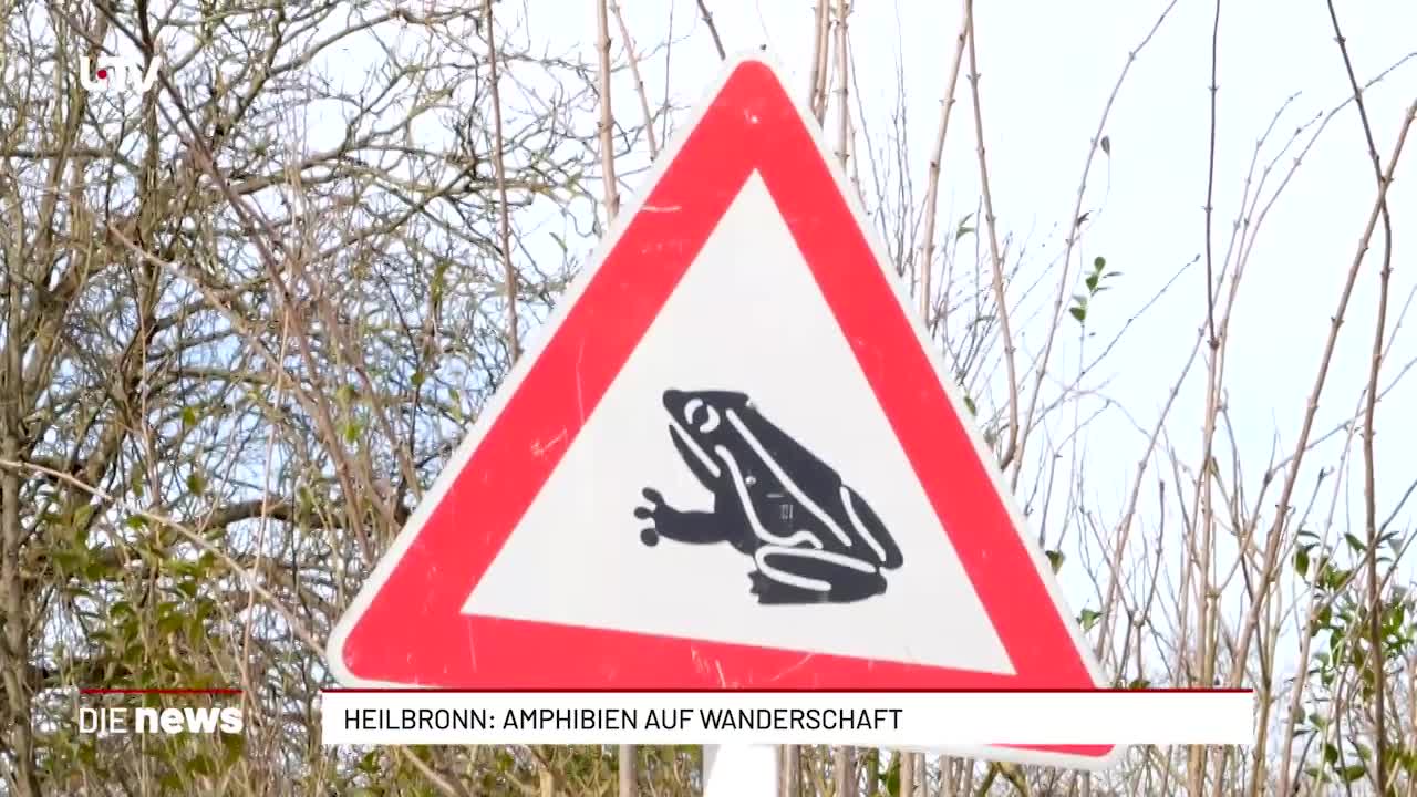 Heilbronn: Amphibien auf Wanderschaft