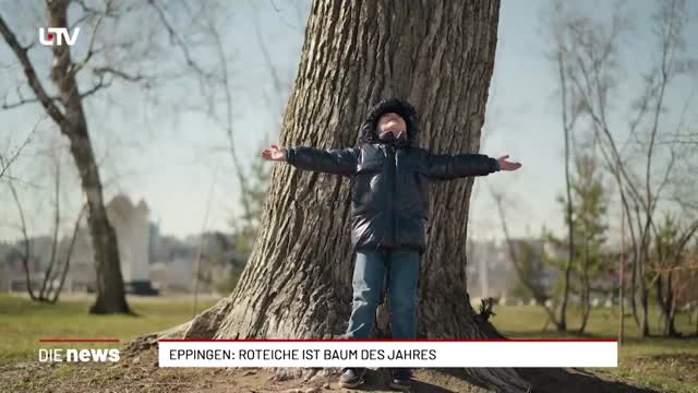 Eppingen: Roteiche ist Baum des Jahres