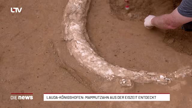 Lauda-Königshofen: Mammutzahn aus der Eiszeit entdeckt 
