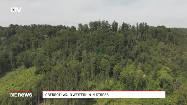 Oberrot: Wald weiterhin im Stress