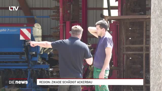 Region: Zikade schädigt Ackerbau