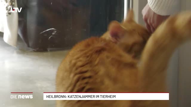 Heilbronn: Katzenjammer im Tierheim