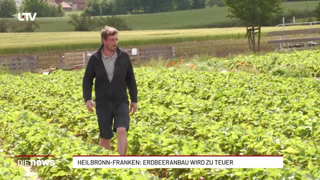 Heilbronn-Franken: Erdbeeranbau wird zu teuer