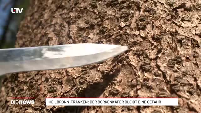 Heilbronn-Franken: Der Borkenkäfer bleibt eine Gefahr