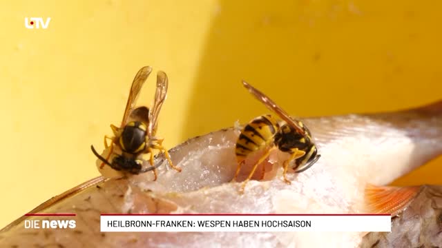 Heilbronn-Franken: Wespen haben Hochsaison
