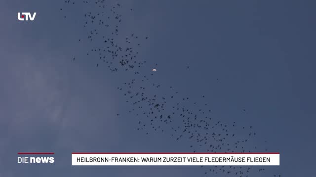 Heilbronn-Franken: Warum zurzeit viele Fledermäuse fliegen