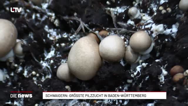 Schwaigern: Grösste Pilzzucht in Baden-Württemberg