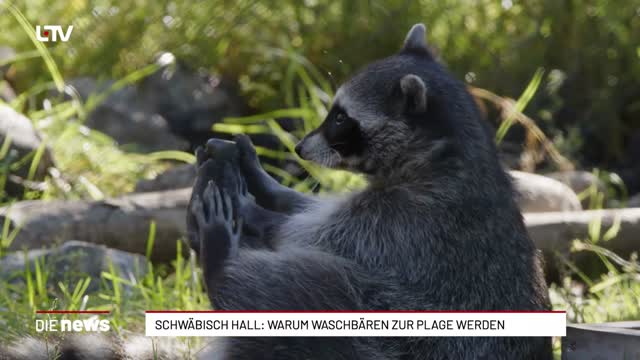 Schwäbisch Hall: Warum Waschbären zur Plage werden
