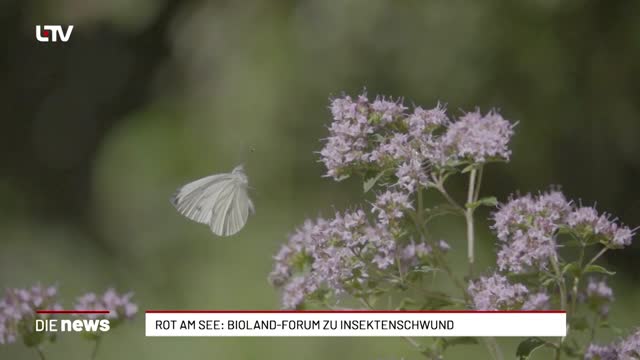 Rot am See: Bioland-Forum zu Insektenschwund