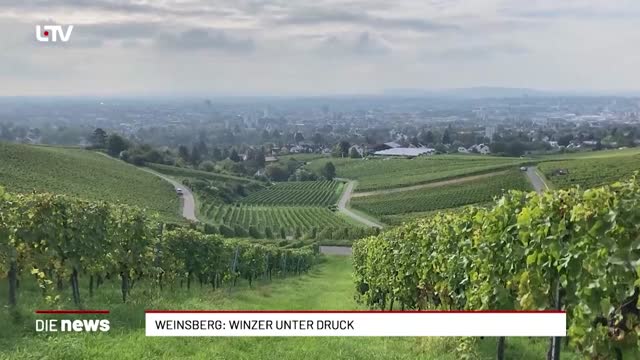 Weinsberg: Winzer unter Druck