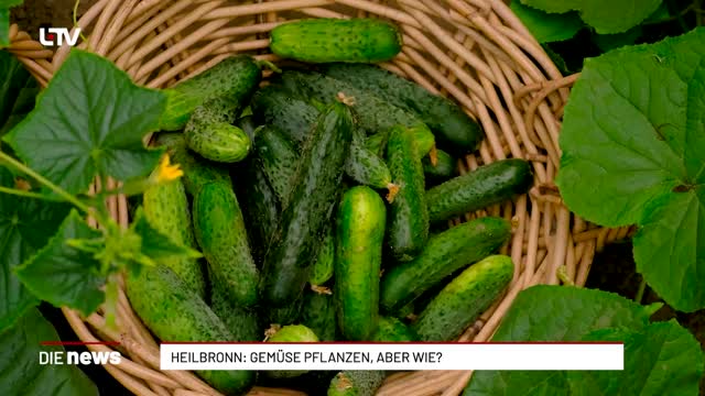  Heilbronn: Gemüse pflanzen, aber wie?