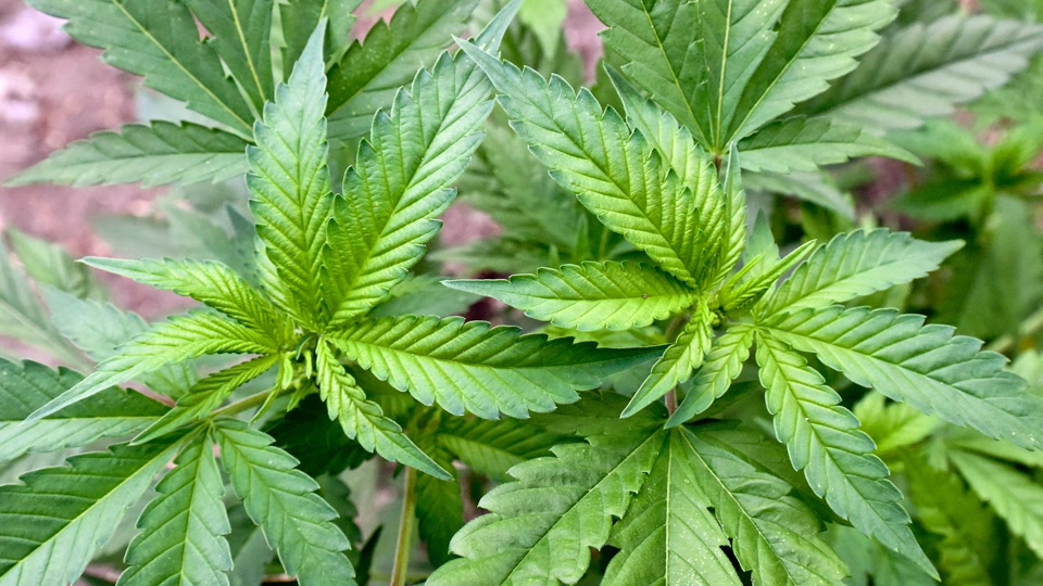Im Saarland noch kein einziger Cannabis-Club genehmigt