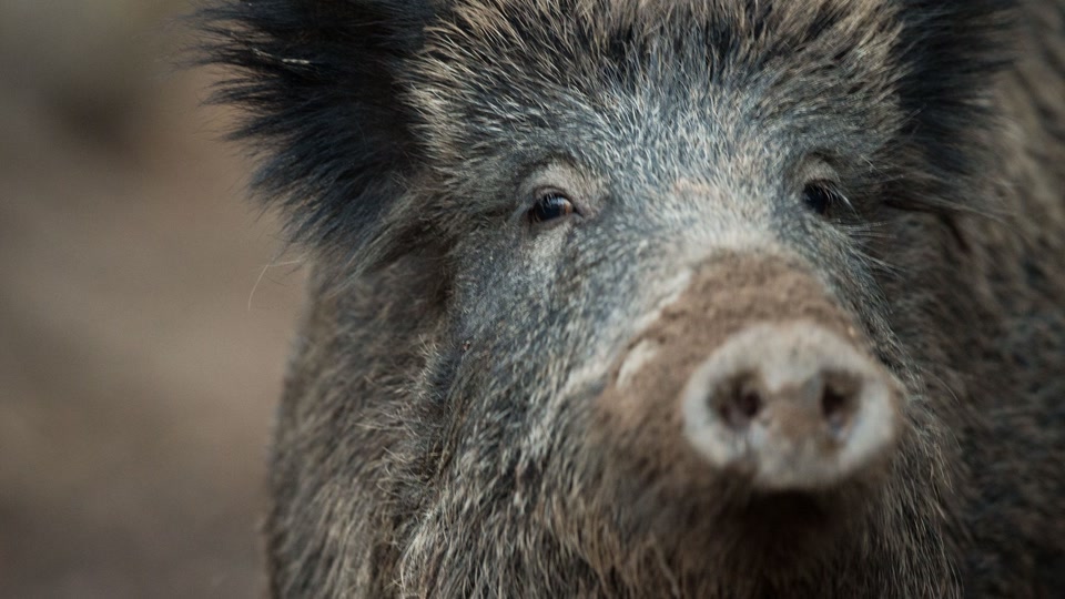 Afrikanische Schweinepest: Die Sorgen sind noch nicht vorbei
