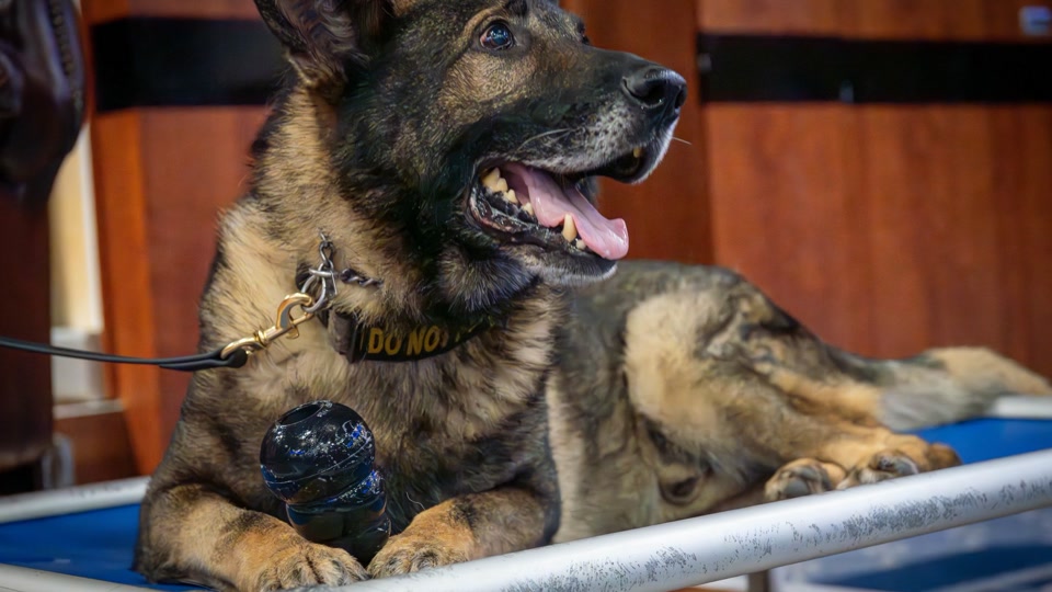 «Nie gezögert!» – US-Militärhund geht in Ruhestand