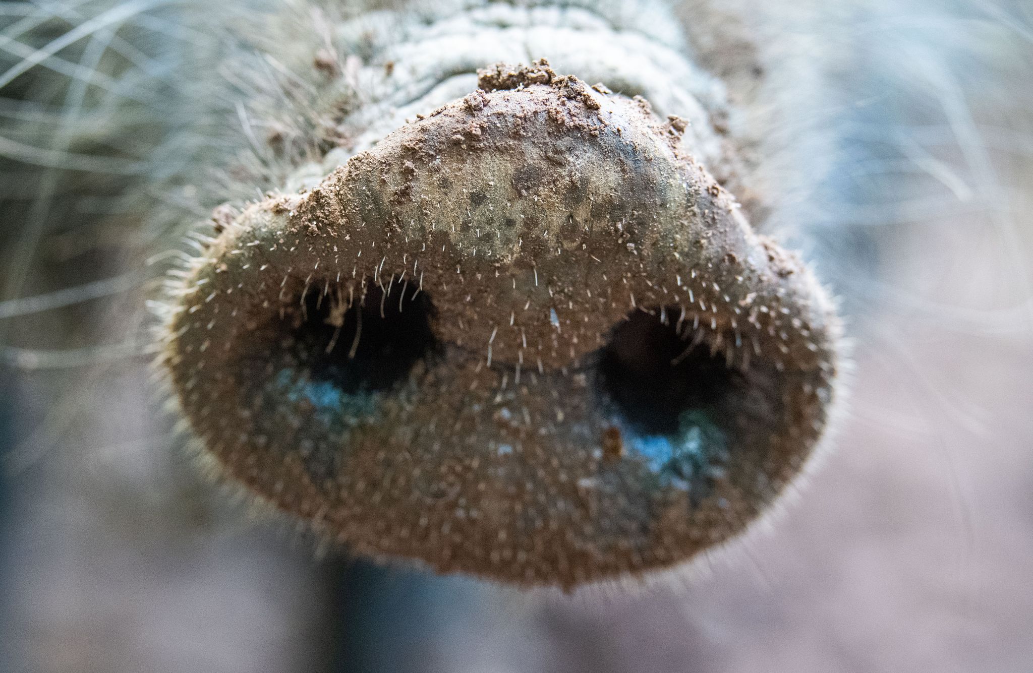 74 Fälle von Afrikanischer Schweinepest wurden bislang in Rheinland-Pfalz registriert. (Archivbild)