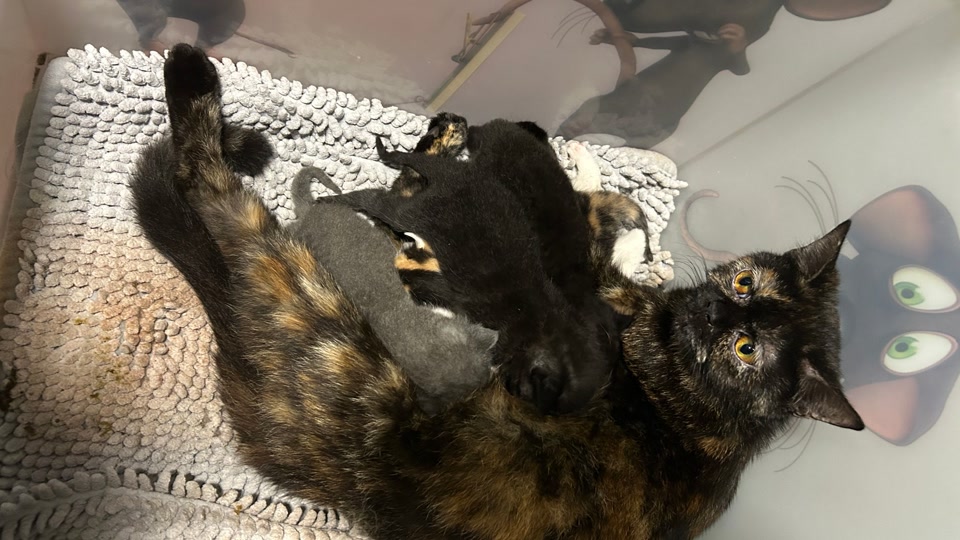 Katzen in Kiste entdeckt - Immer mehr ausgesetzte Tiere