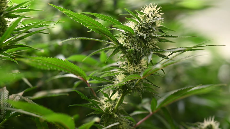 27 Cannabis-Clubs in Rheinland-Pfalz genehmigt