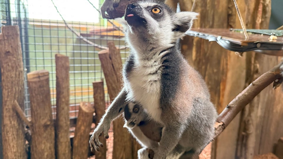 Überraschender Nachwuchs bei Kattas im Neunkircher Zoo