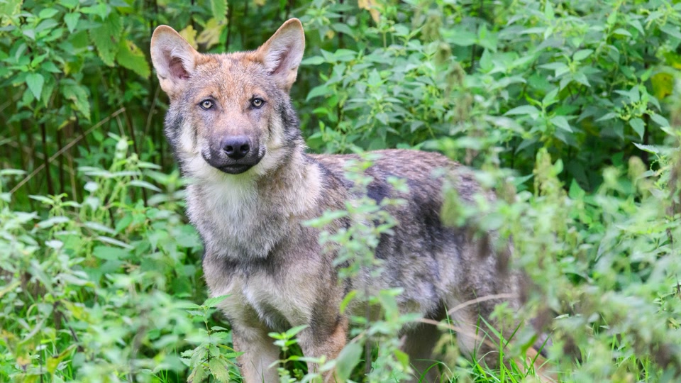 Wolfssichtungen im Süden von Rheinland-Pfalz
