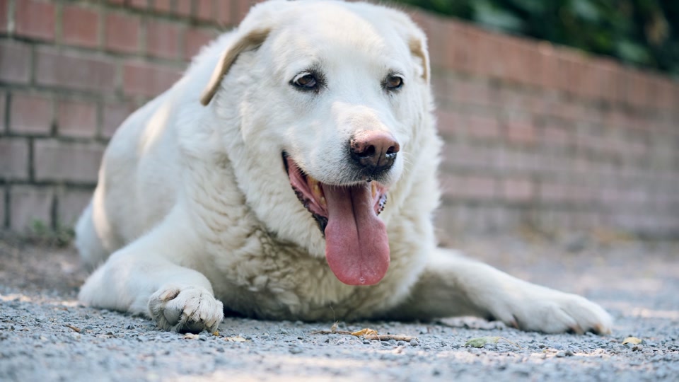 Wie Tiere am besten vor Hitze geschützt werden