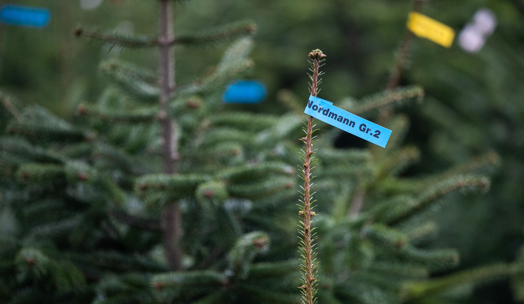 Die Weihnachtsbäume werden bald schon etikettiert. (Symbolbild)