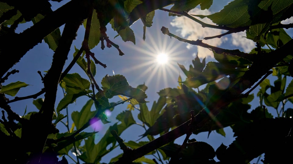 Es wird wieder sommerlich in Rheinland-Pfalz und im Saarland