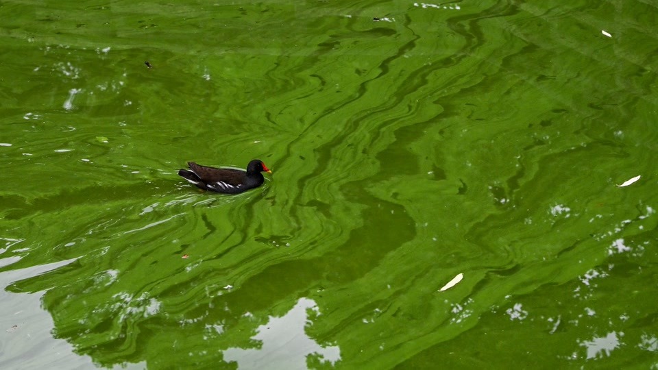 Nur sehr wenige Badegewässer von Blaualgen betroffen