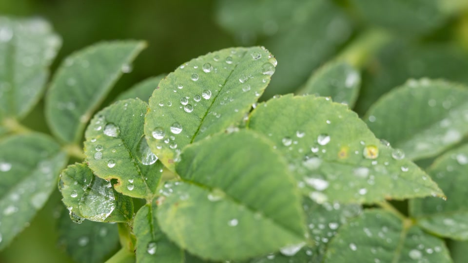 Sommerregen für Grundwasserspiegel weniger entscheidend