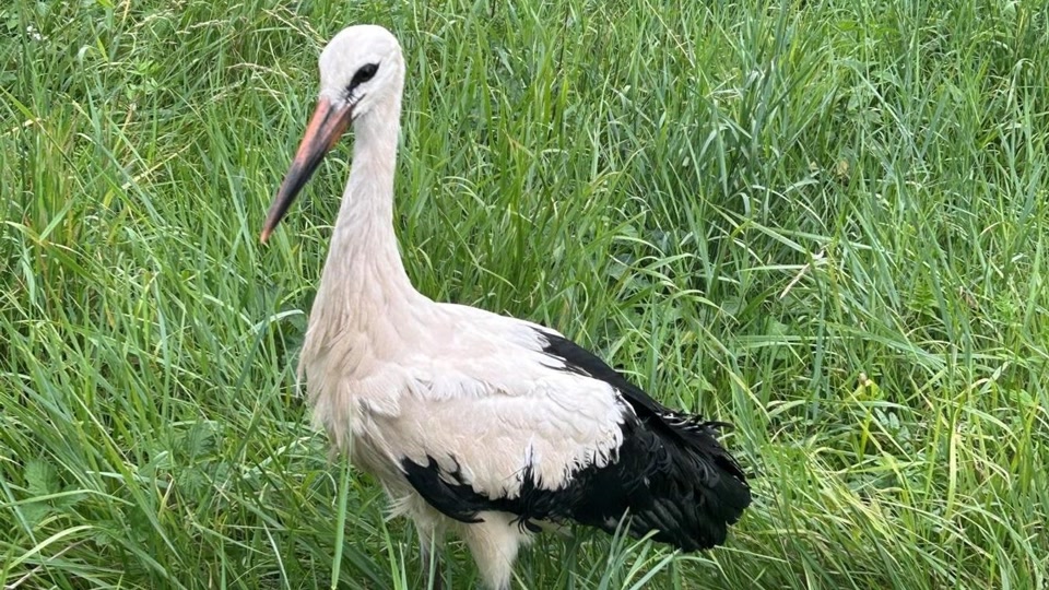Storch von Gleisen gerettet Storch von Gleisen gerettet