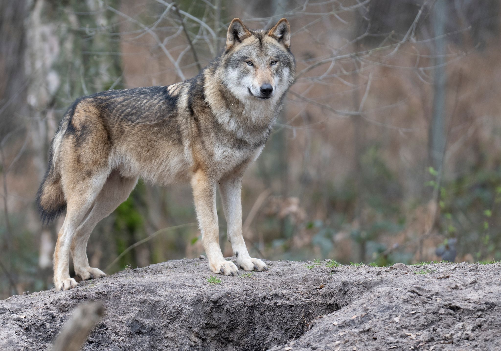 Vier Wolfsrudel leben in Rheinland-Pfalz. (Archivbild)