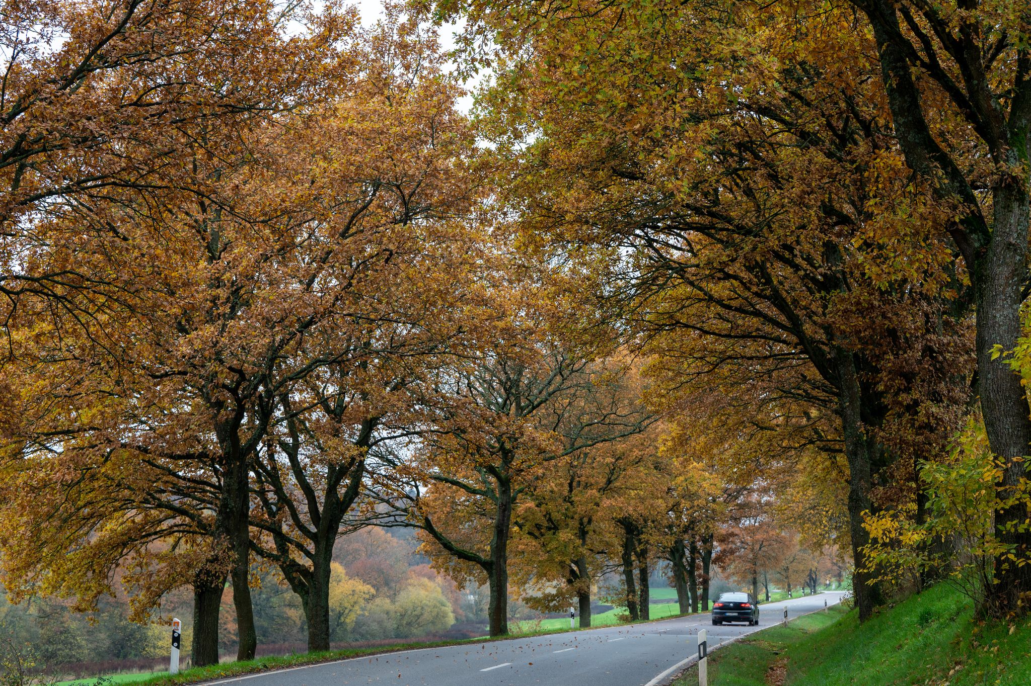 Bäume lassen im Herbst ihre Blätter fallen, um Energie zu sparen. (Symbolbild)