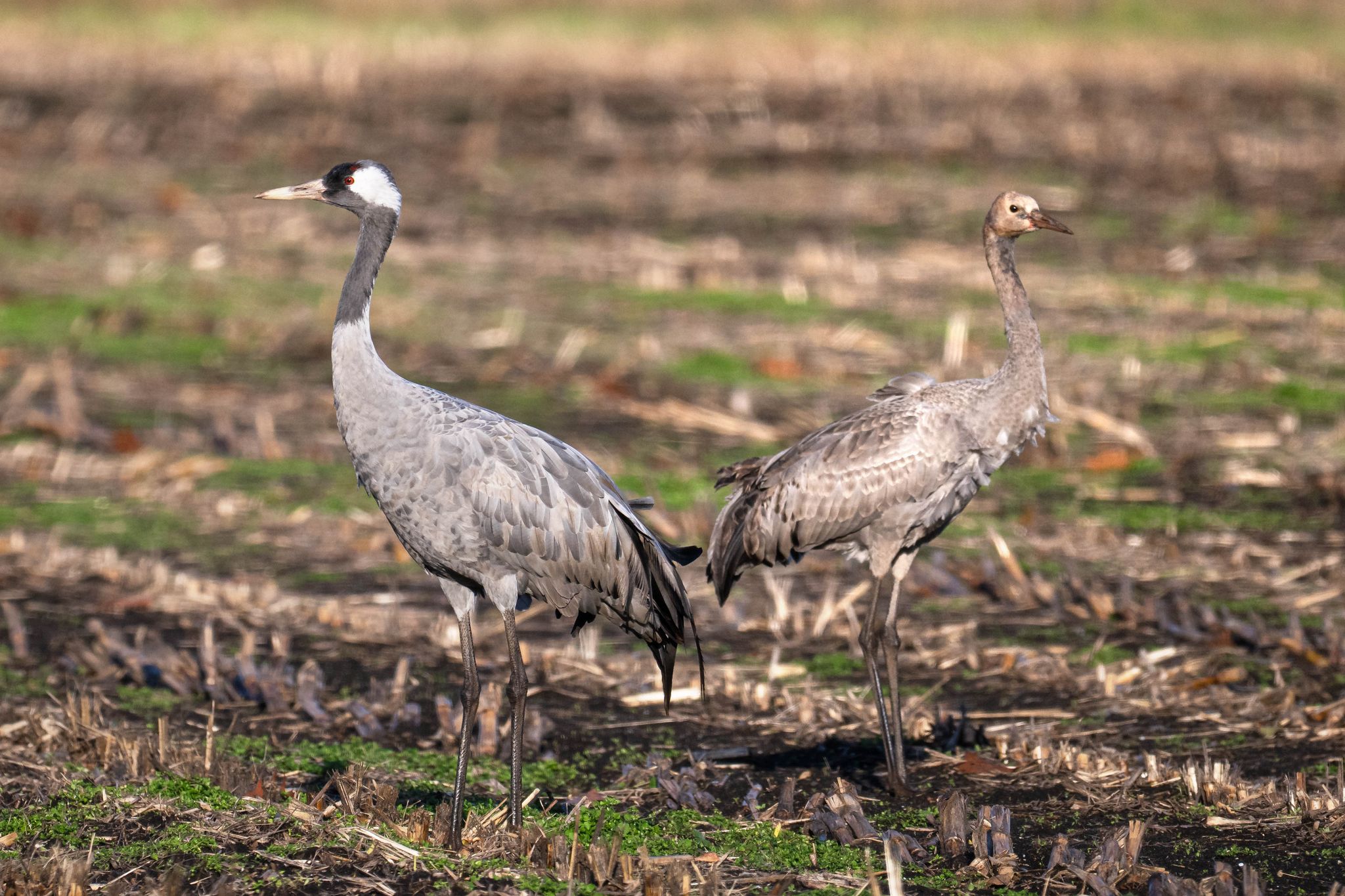 Vor allem bei Wildvögeln wird die Vogelgrippe nachgewiesen. (Archivbild)