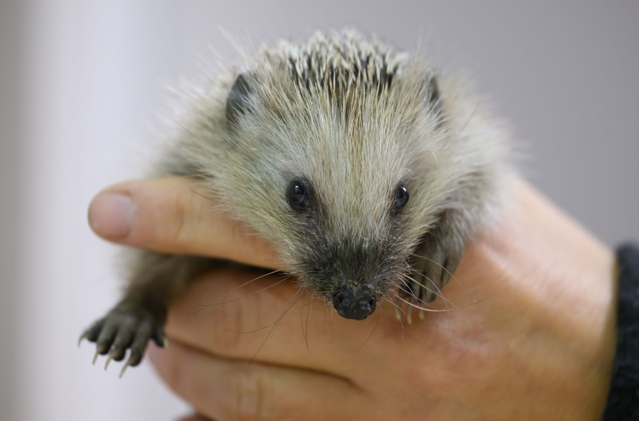 Manche gefundene Tiere wiegen nur 100 bis 150 Gramm (Archivbild)