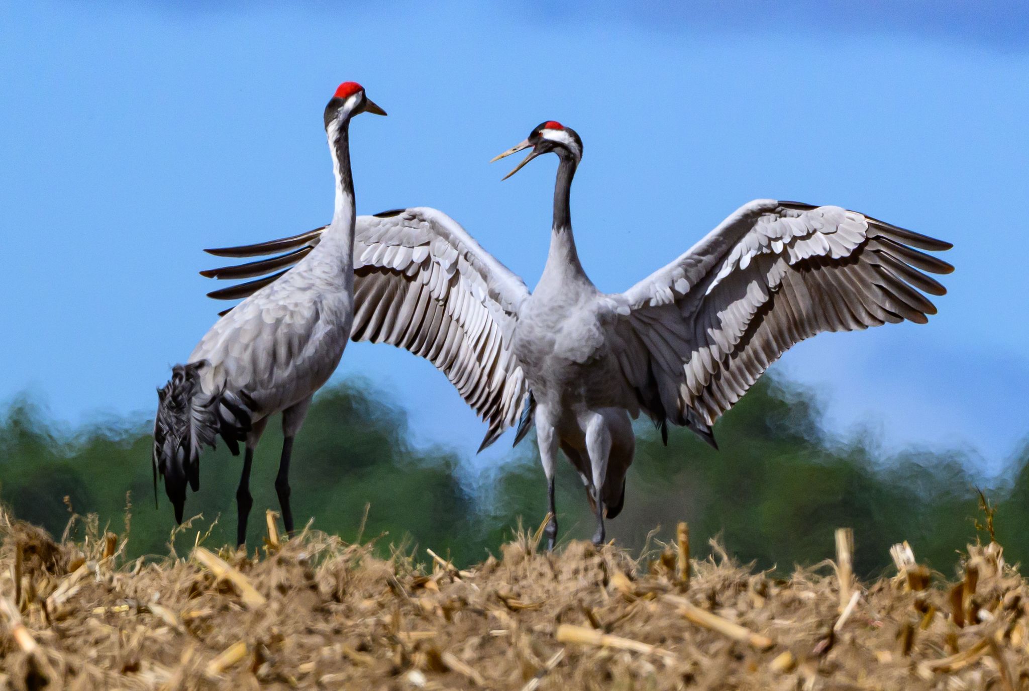 Wenn der Winter naht, machen sich die Kraniche auf den Weg in den warmen Süden, um genug Nahrung zu finden. Viele bleiben inzwischen jedoch auch schon in Deutschland. Vogelschützer sorgen sich aktuell darum, dass sich die Vogelgrippe bei ihnen ausbreitet. (Archivbild) 