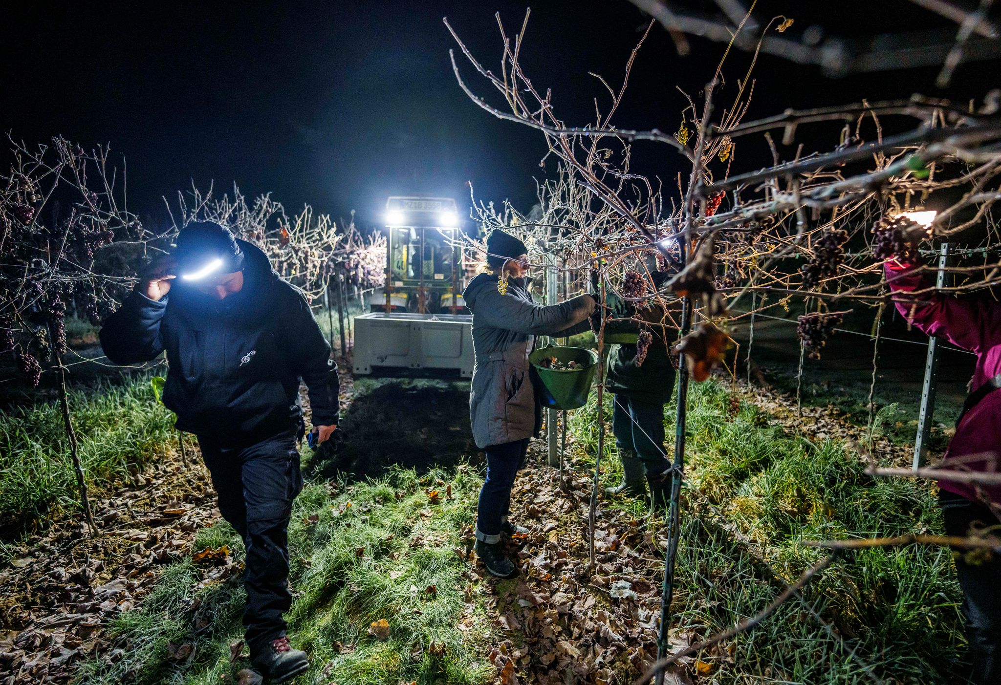 In den besonders kalten Morgenstunden sind die Temperaturen für die Eisweinlese am besten. 