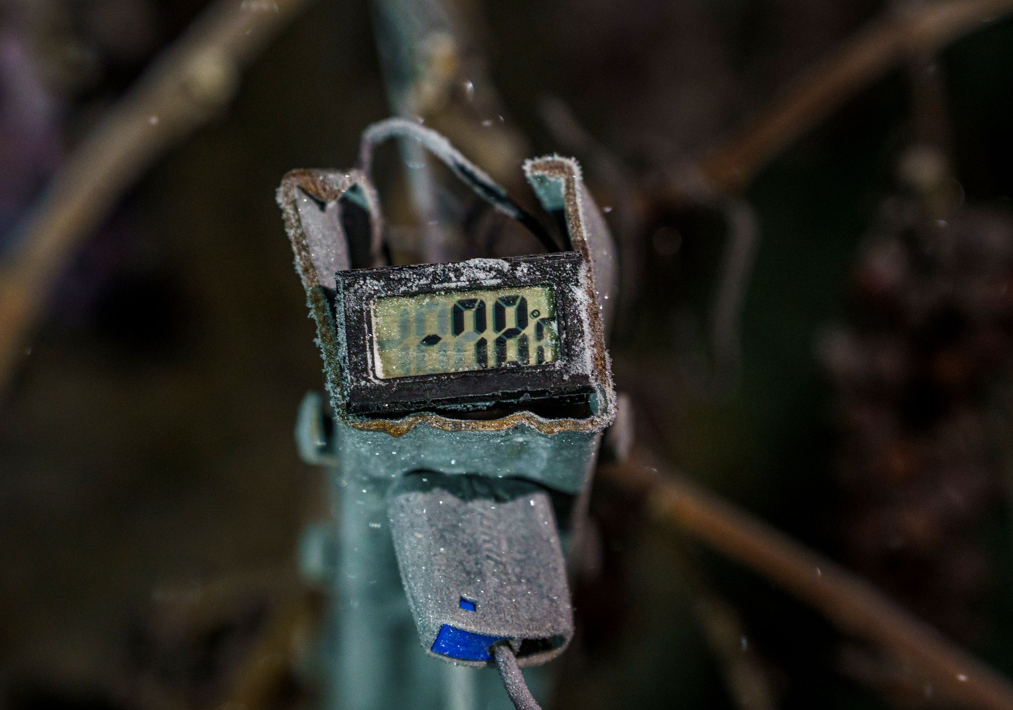 Die Temperaturen in Nieder-Olm waren für die Eisweinlese eisig genug. 