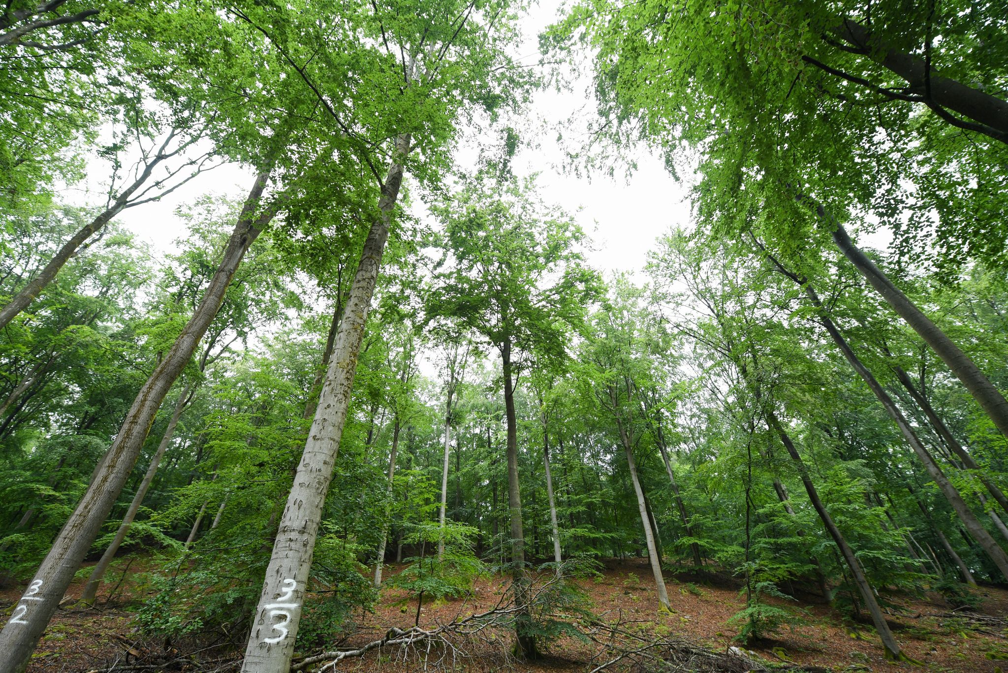 Das neue Portal soll für einen kürzeren Draht zwischen Bürgerinnen und Bürgern und der Forstverwaltung sorgen - zum Wohl des Waldes. (Archivfoto)