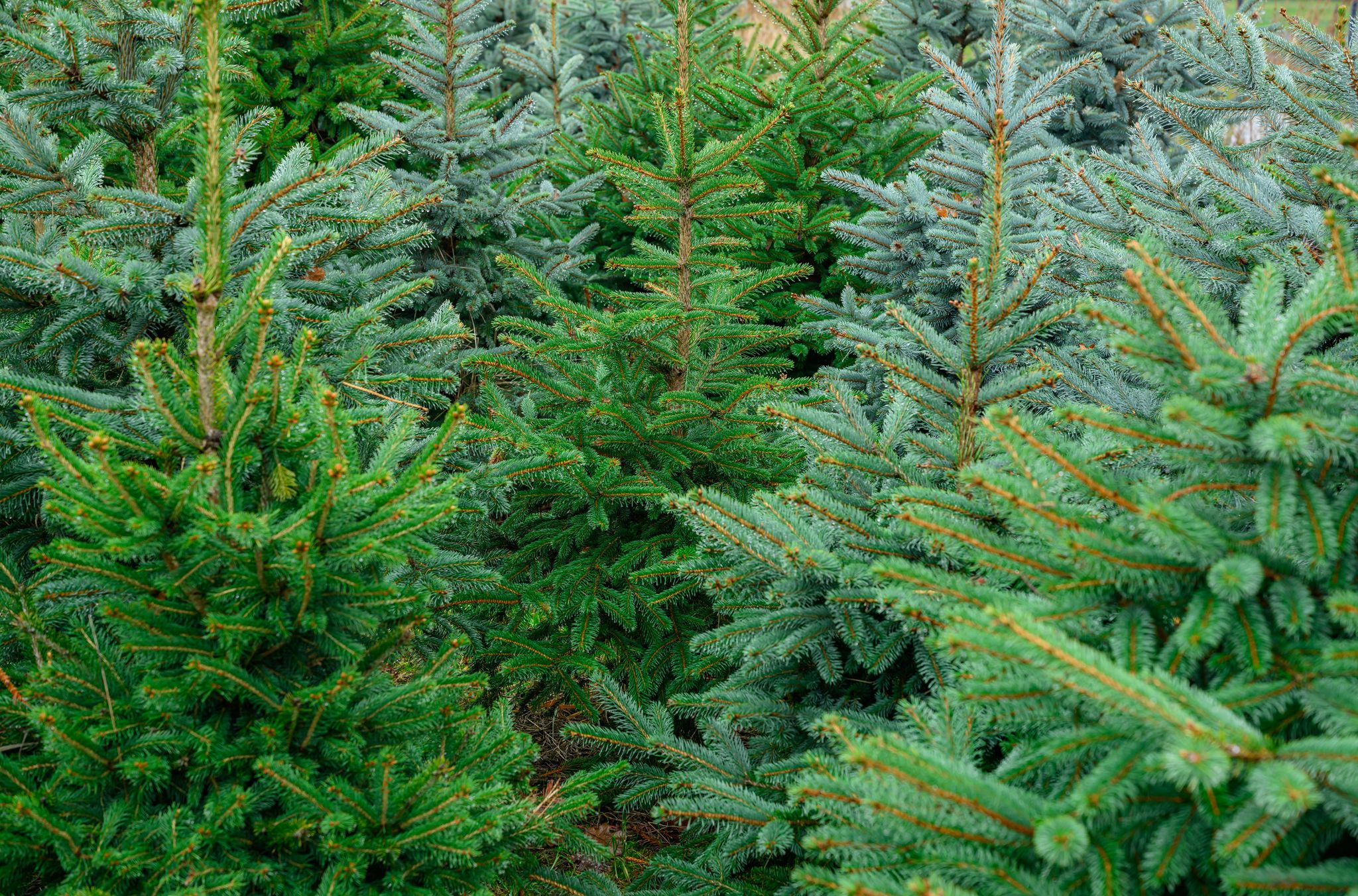 Man kann Weihnachtsbäume auch online bestellen. (Archivbild)