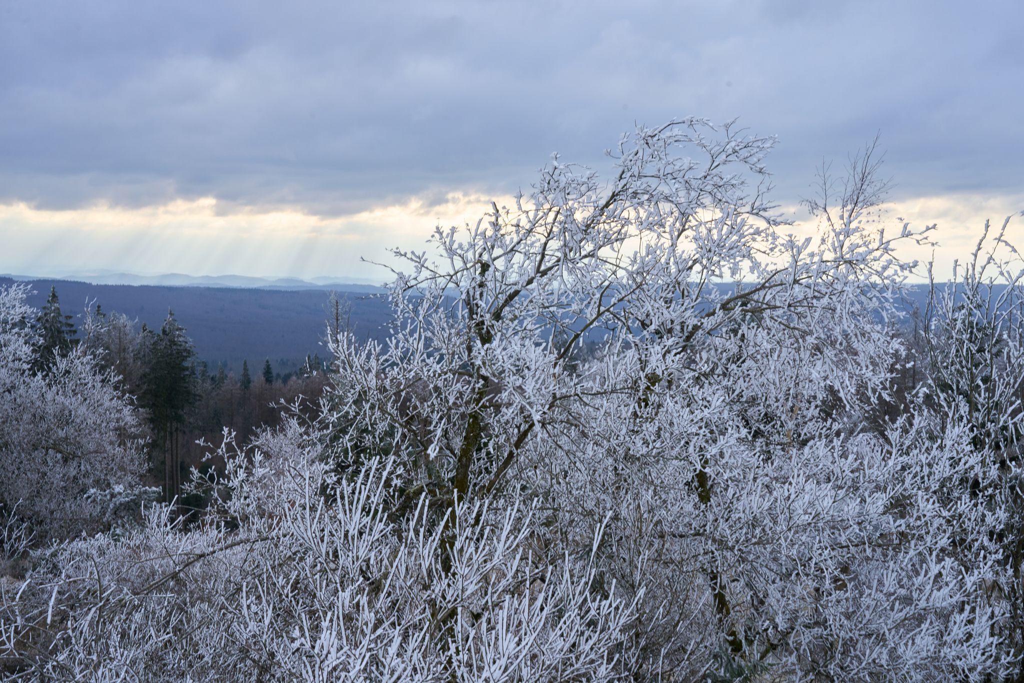 Auf dem höchstem Berg von Rheinland-Pfalz sorgte Raureif für eine Winterlandschaft. 
